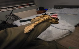 Boa Snake reptiles for sale: Brother and sister with tanks  - Advert 11