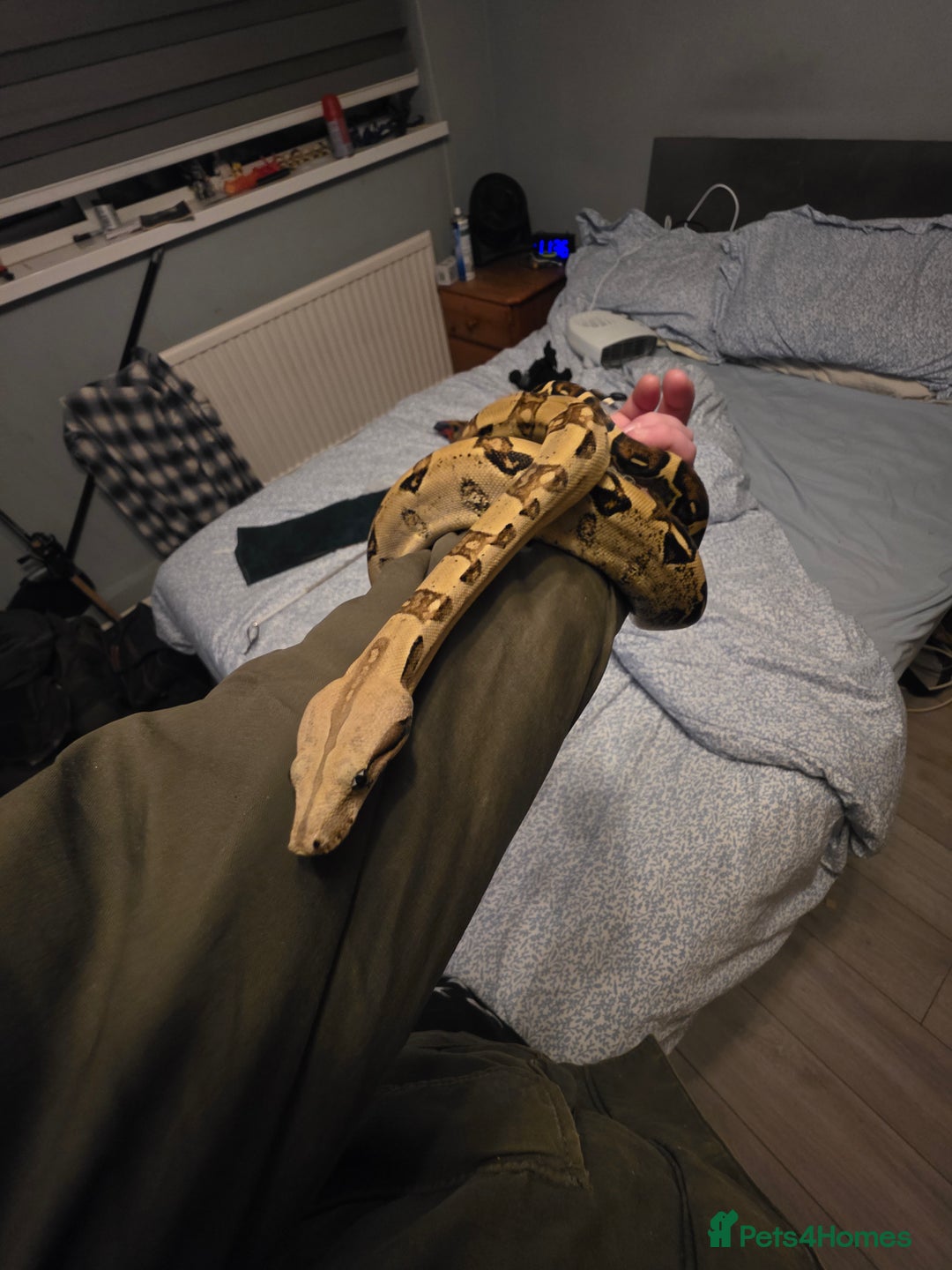 Boa Snake reptiles for sale: Brother and sister with tanks  - Advert 11