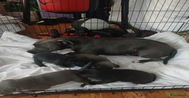 Staffordshire Bull Terrier dogs - Advert 10