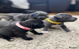 Staffordshire Bull Terrier dogs for sale: 🏅🏆 CHAMPION PLAY BOY BLUE&BLACK STAFFY PUPS - Image 6