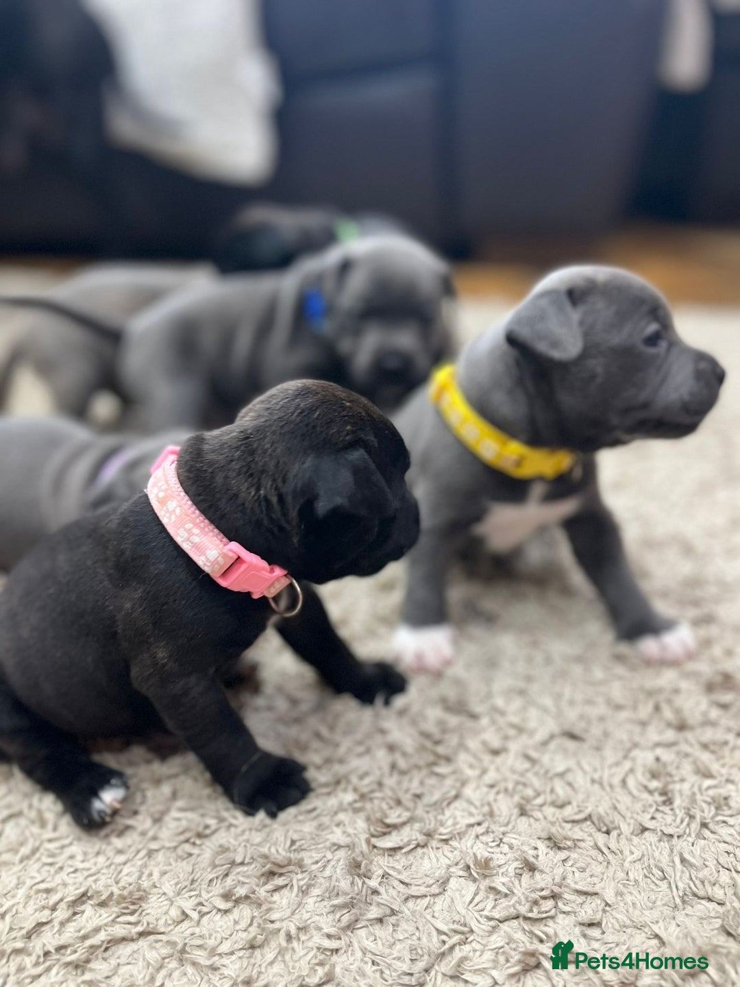 Staffordshire Bull Terrier dogs for sale: 🏅🏆 CHAMPION PLAY BOY BLUE&BLACK STAFFY PUPS - Image 6