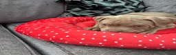 American Bully dogs for sale: American bully puppies  - Advert 5