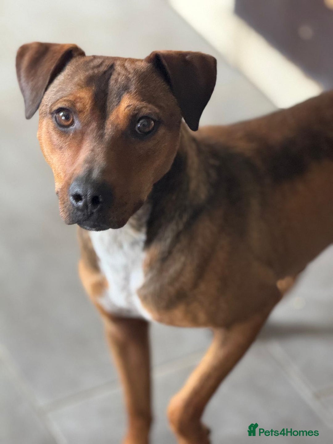 Mixed Breed dogs for adoption: Sweet Gomez looking for Love  - Image 6