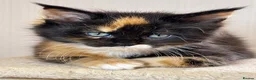 Maine Coon cats for sale: Pure Maine Coon kittens for sale  in Mansfield - Advert 13