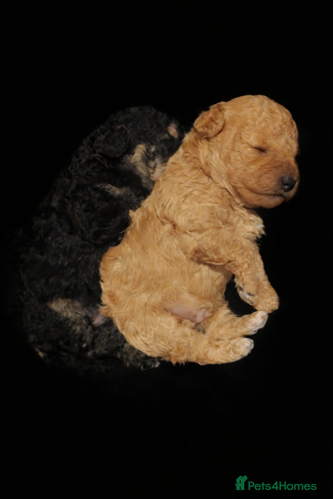 Toy Poodle dogs for sale: Two beautiful boy toy poodles - Advert 9