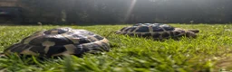 Tortoise reptiles for sale: tortoises - Advert 6