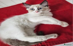 Ragdoll cats for sale:  RAGDOLLS KITTENS🐱😻 1 Boy bicolour available 😻 - Image 1