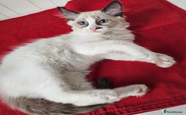 Ragdoll cats - Advert 1