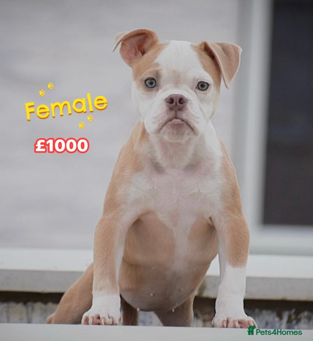 Old Tyme Bulldog dogs for sale: Why Settle for Less? 5⭐️Rated, 23 Years Experience - Advert 4