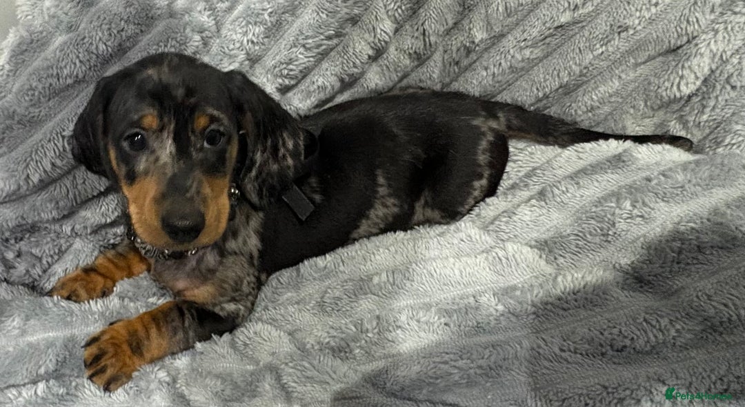Miniature Dachshund dogs for sale: Gorgeous Miniature Dachshunds - Advert 36