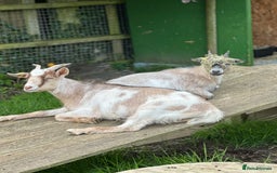 Goats livestock for sale: Wethered Pygmy Goat for rehoming - Image 3