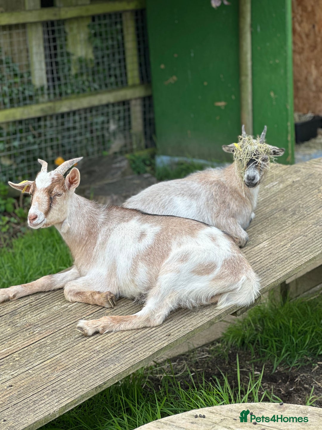 Goats livestock for sale: Wethered Pygmy Goat for rehoming - Image 3
