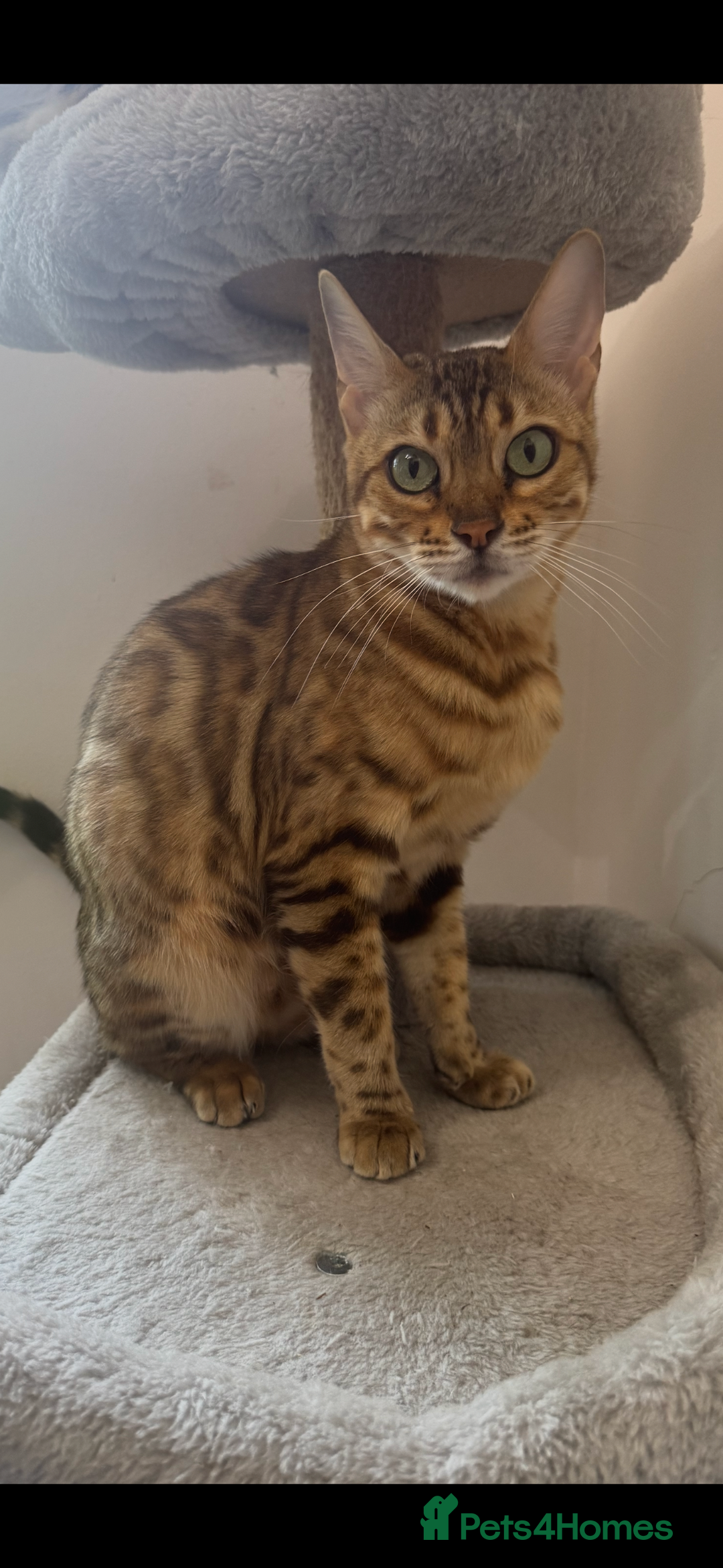 Mixed Breed cats for sale: Gorgeous mixed bengal cats looking for a new home. - Advert 1