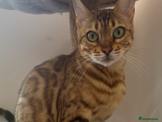 Mixed Breed cats Gorgeous mixed bengal cats looking for a new home. - Advert 1