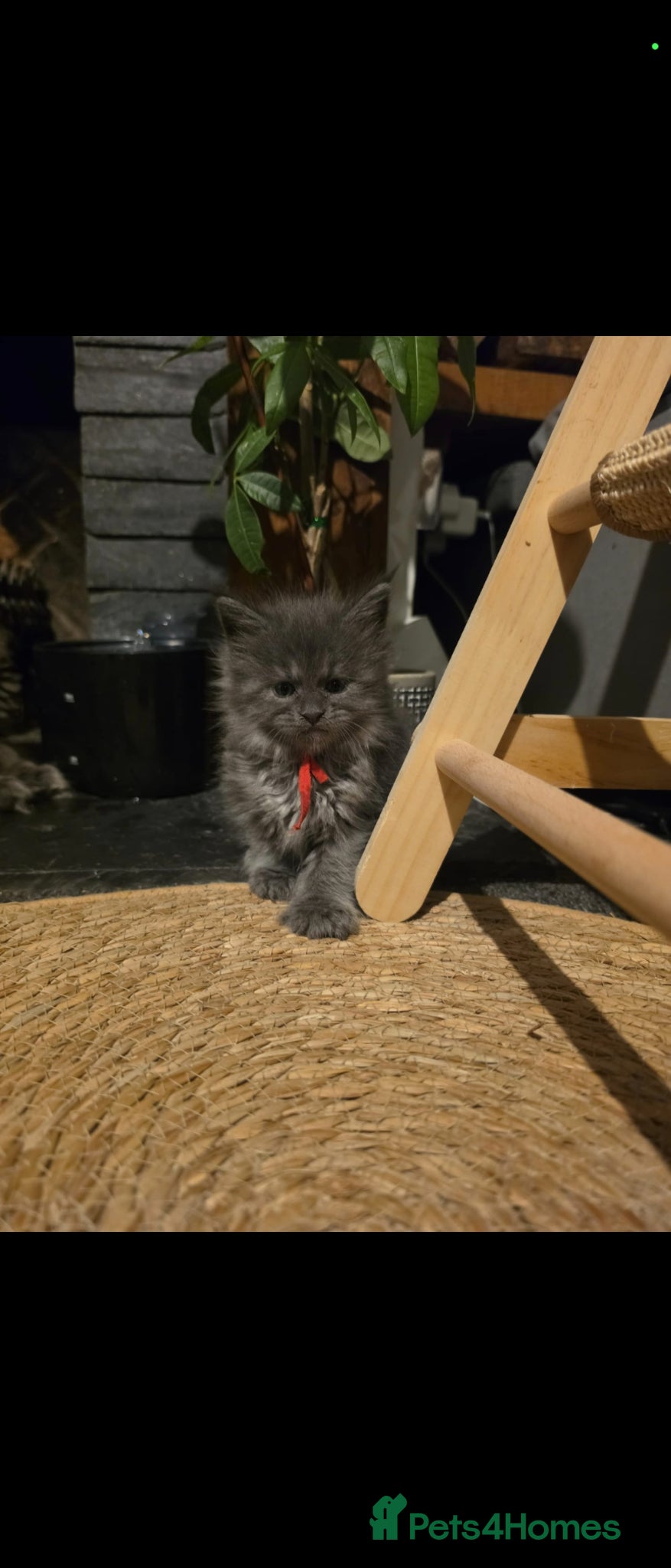 Maine Coon Kitten 4 green collar girl