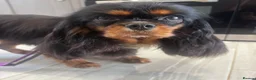 Cavalier King Charles Spaniel dogs for sale: KC registered CKCS Heart/Eye/Health tested - Advert 4