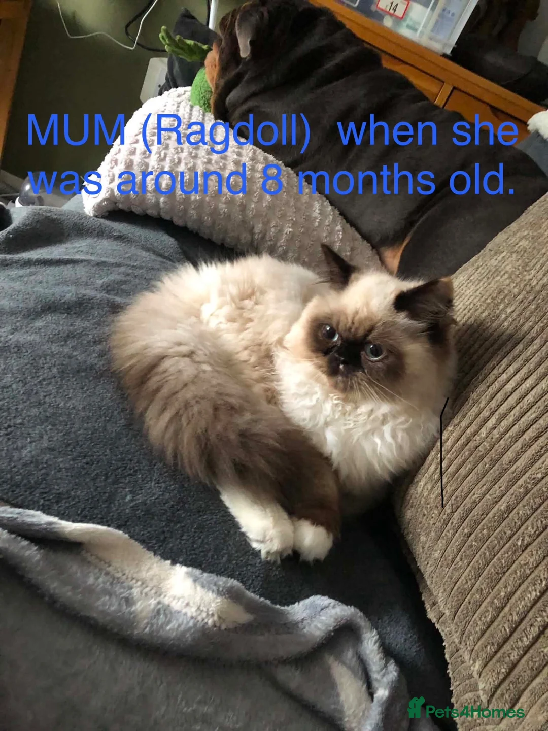 Ragdoll cats for sale: Ragdoll cross Persian kittens  in Leominster - Advert 2