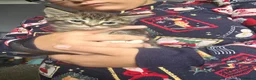 Maine Coon cats for sale: Mainecoon 1/2 /domestic cat - Advert 5