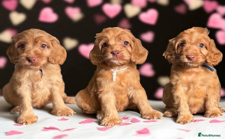 Cockapoo dogs - Advert 1