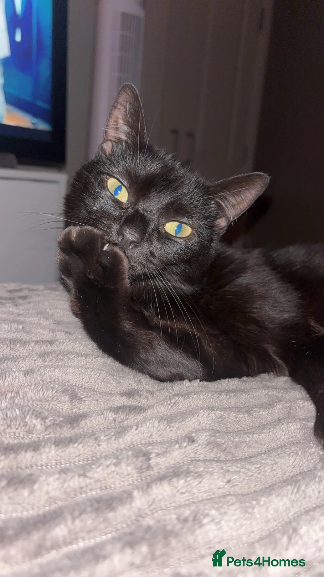 Bombay cats for sale: 4 year old female - Advert 2