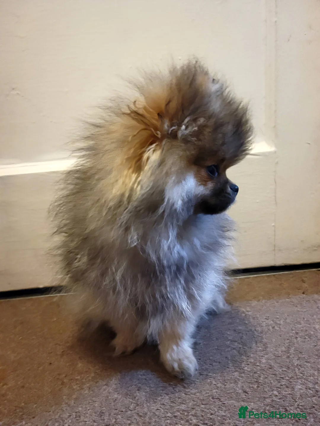 Pomeranian dogs for sale: Beautiful male merl pomeranian KC registered - Advert 3