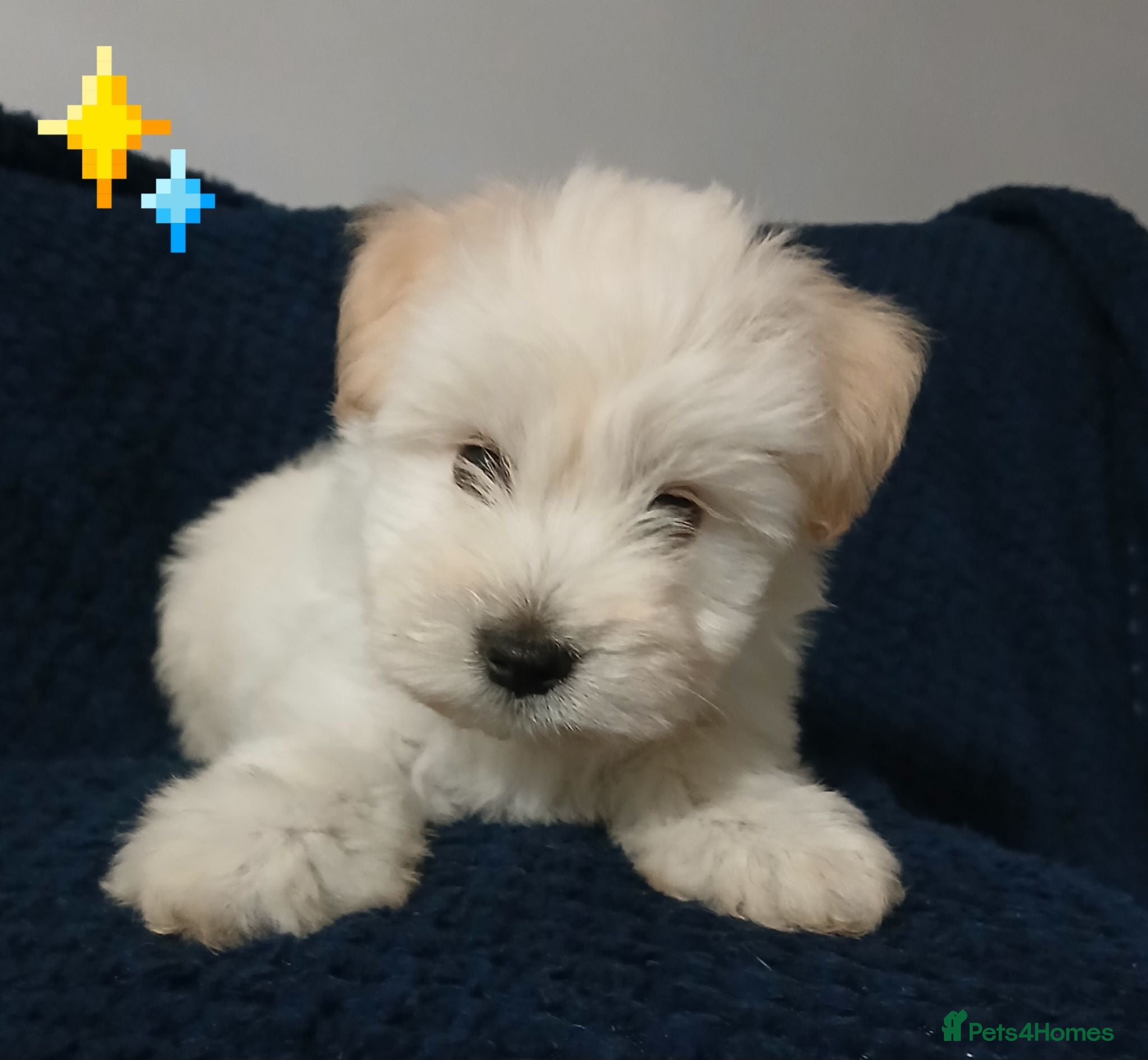 Miniature Schnauzer dogs Gorgeous kc registered miniature schnauzer puppies - Advert 2