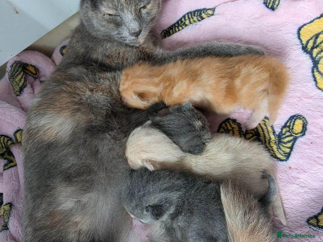 British Shorthair cats for sale: Little ginger boy, full of personality  - Advert 2