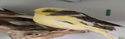 Canaries birds for sale: Stunning Fife & Gloster Canaries (pet or breeding) - Advert 5