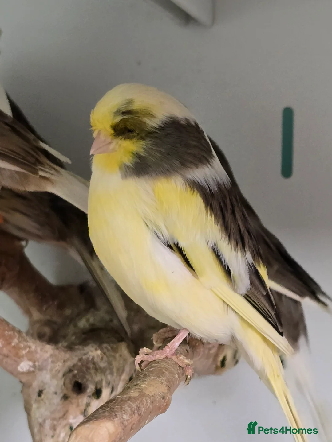 Canaries birds for sale: Stunning Fife & Gloster Canaries (pet or breeding) - Advert 5