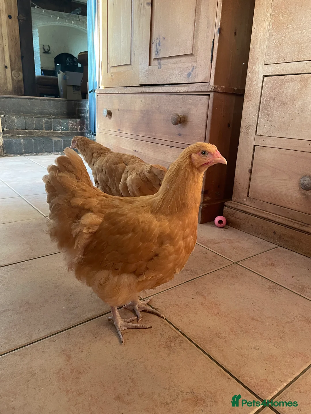 Chickens poultry for sale: Pure Bred Buff Orpington Pullets - Advert 6
