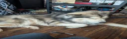 Alaskan Malamute dogs for sale: Kc Reg Alaskan Malamute puppies  - Advert 12