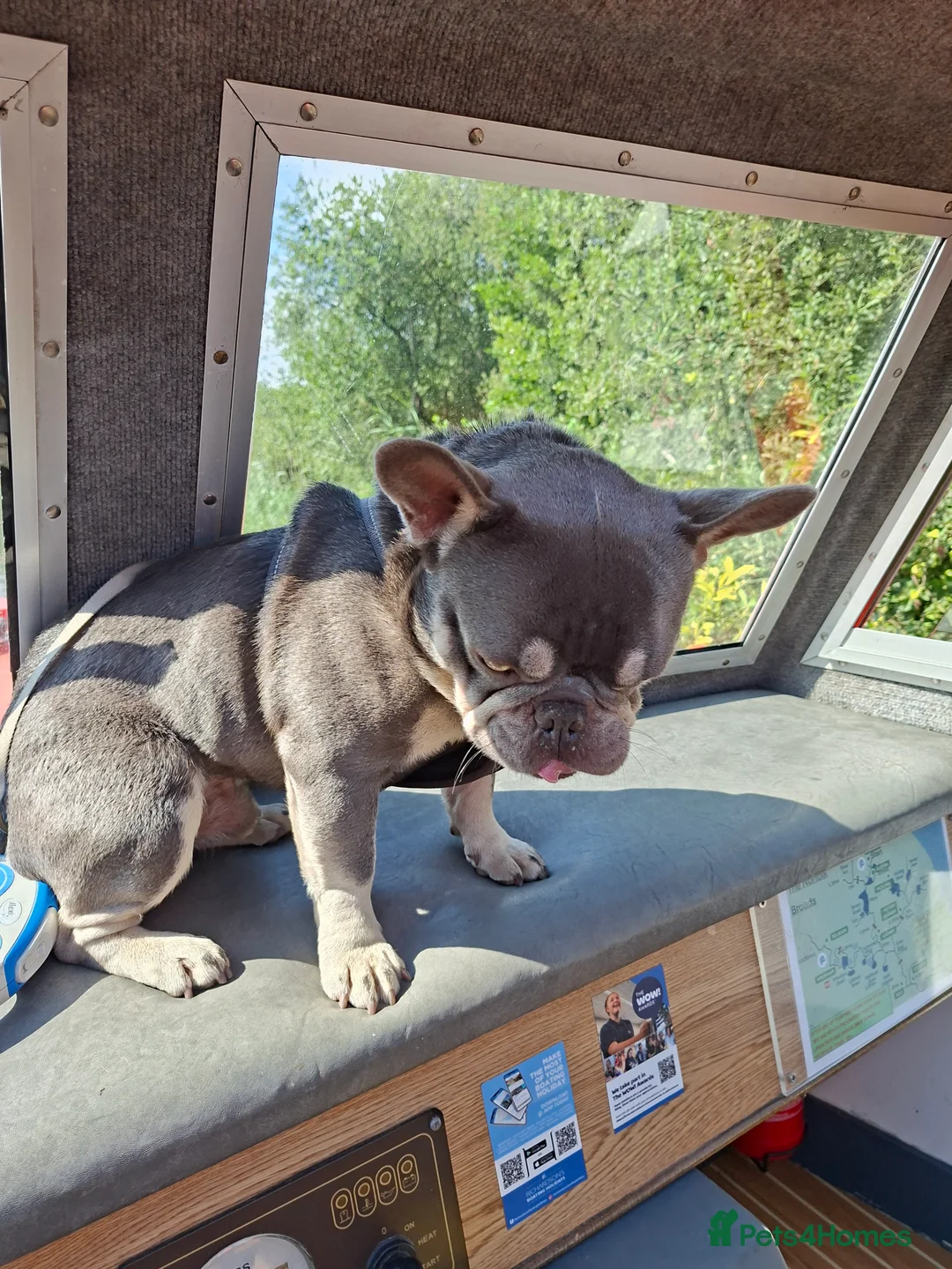 French Bulldog dogs for sale: French bulldog - Advert 3