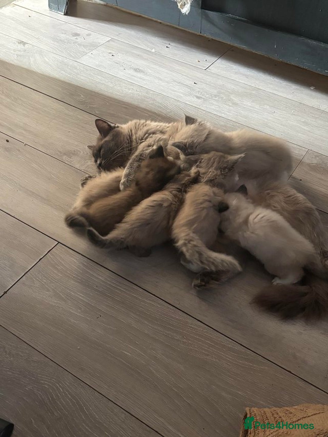 Ragdoll cats for sale: Mink Ragdoll kitten boys and girls - Image 6