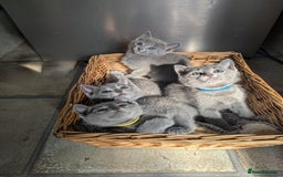Russian Blue cats for sale: TICA Registered Affectionate Kittens - Image 13