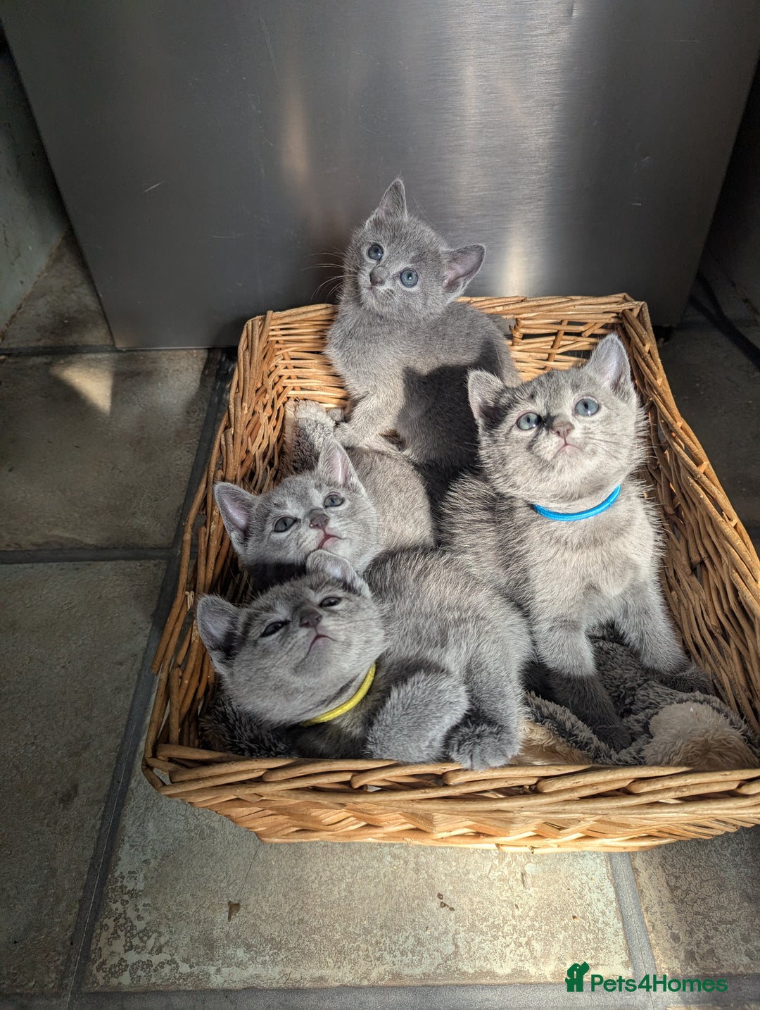 Russian Blue cats for sale: TICA Registered Affectionate Kittens - Image 13