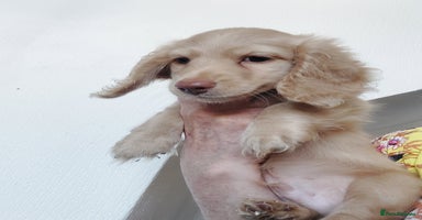 Miniature Dachshund dogs - Advert 10