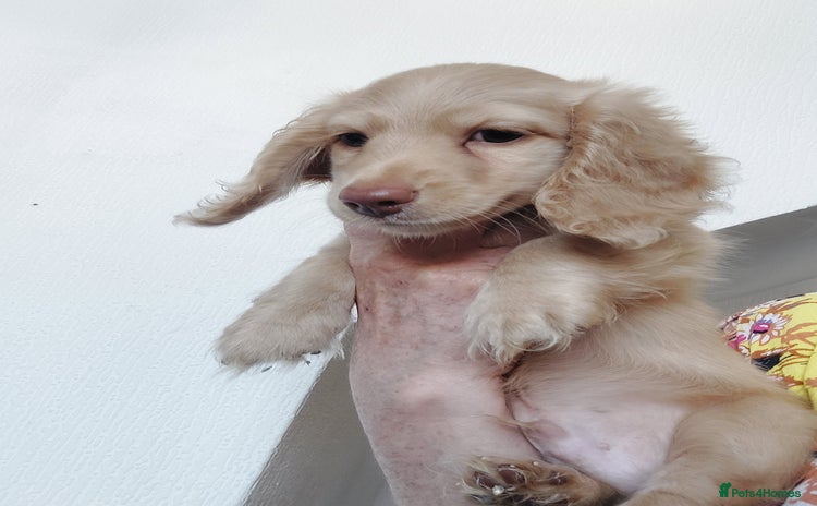 Miniature Dachshund dogs - Advert 10