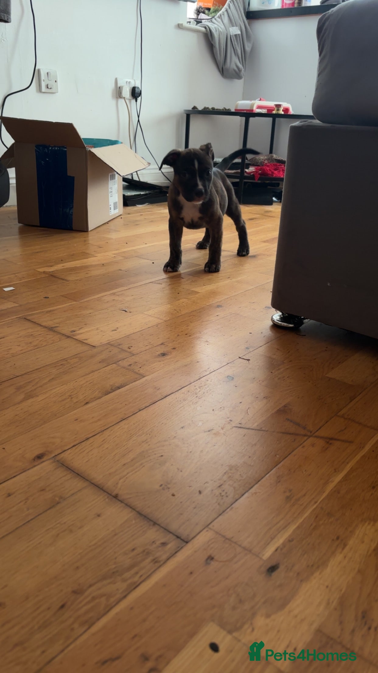 American Bully dogs American bully  - Advert 1