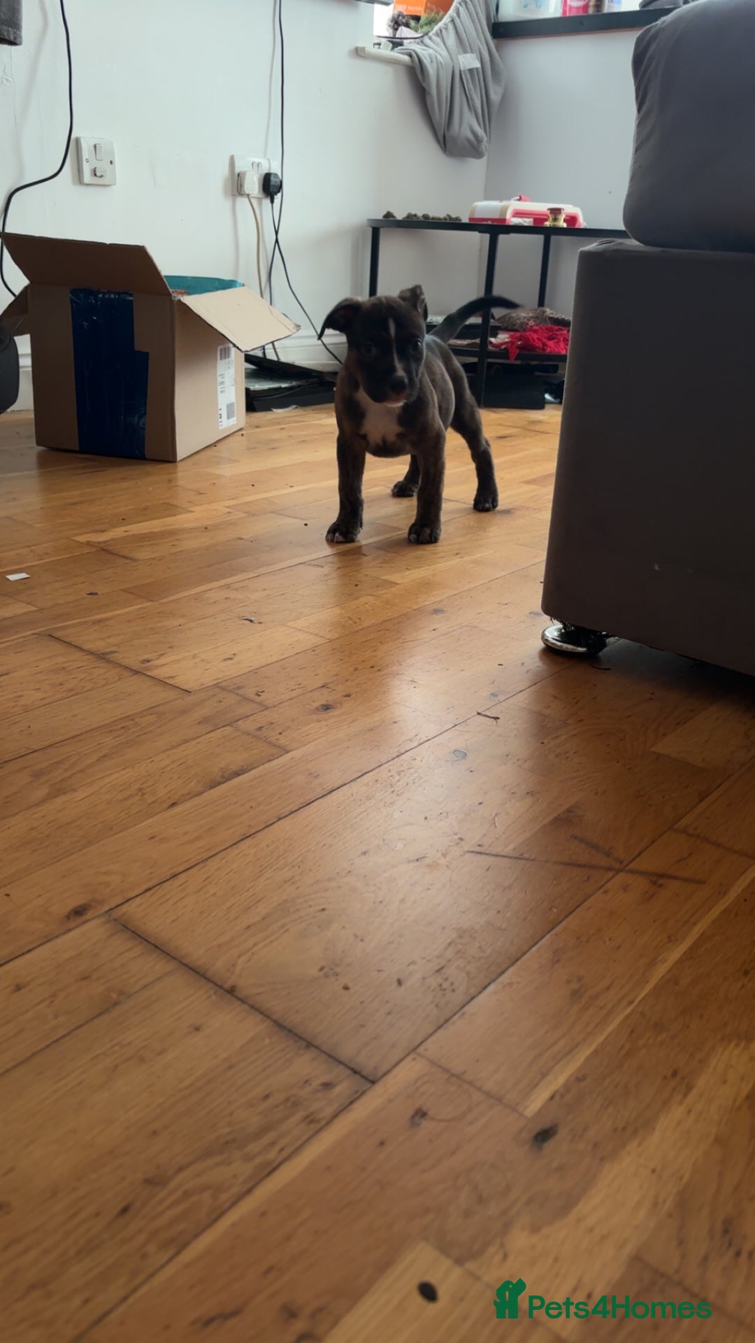 American Bully dogs for sale: American bully  - Advert 1