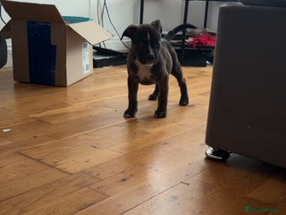 American Bully dogs American bully - Advert 1