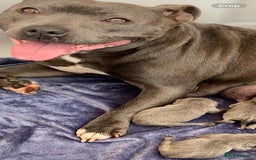 Staffordshire Bull Terrier dogs for sale: KC Registered Blue Staff - Girl - Image 3