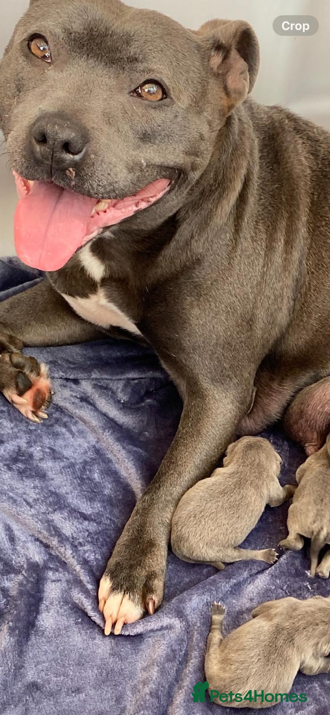 Staffordshire Bull Terrier dogs for sale: KC Registered Blue Staff - Girl - Image 3