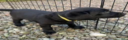 Labrador Retriever dogs for sale: Curious and playful Black Labrador Puppies in Crieff - Advert 6
