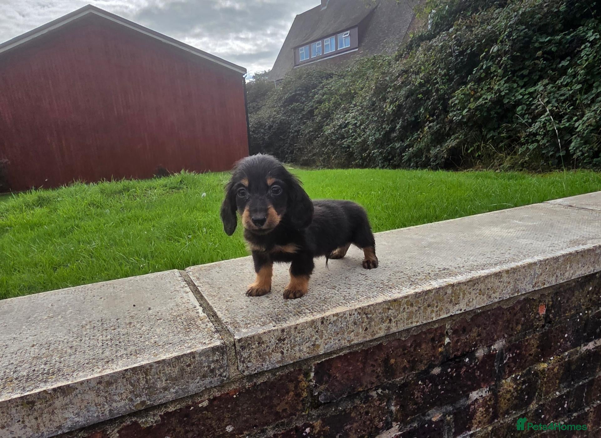 Miniature Dachshund dogs True longhaired minature dachshunds  - Advert 1