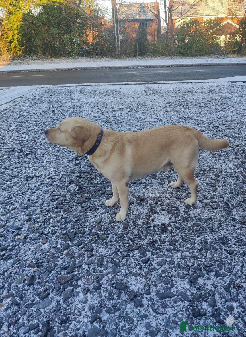 Labrador Retriever dogs MR Mani - Advert 1