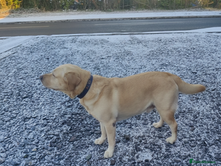 Labrador Retriever dogs MR Mani - Advert 1