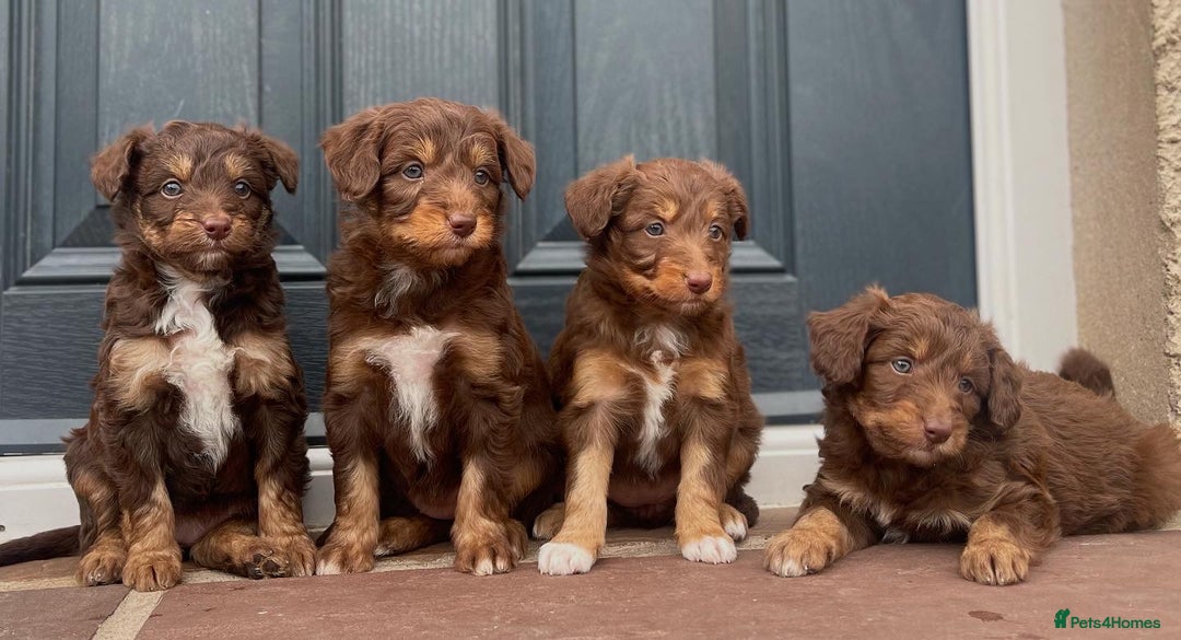 Bordoodle dogs for sale: OUTSTANDING *TRI COLOUR* MINIATURE BORDOODLES - Image 7