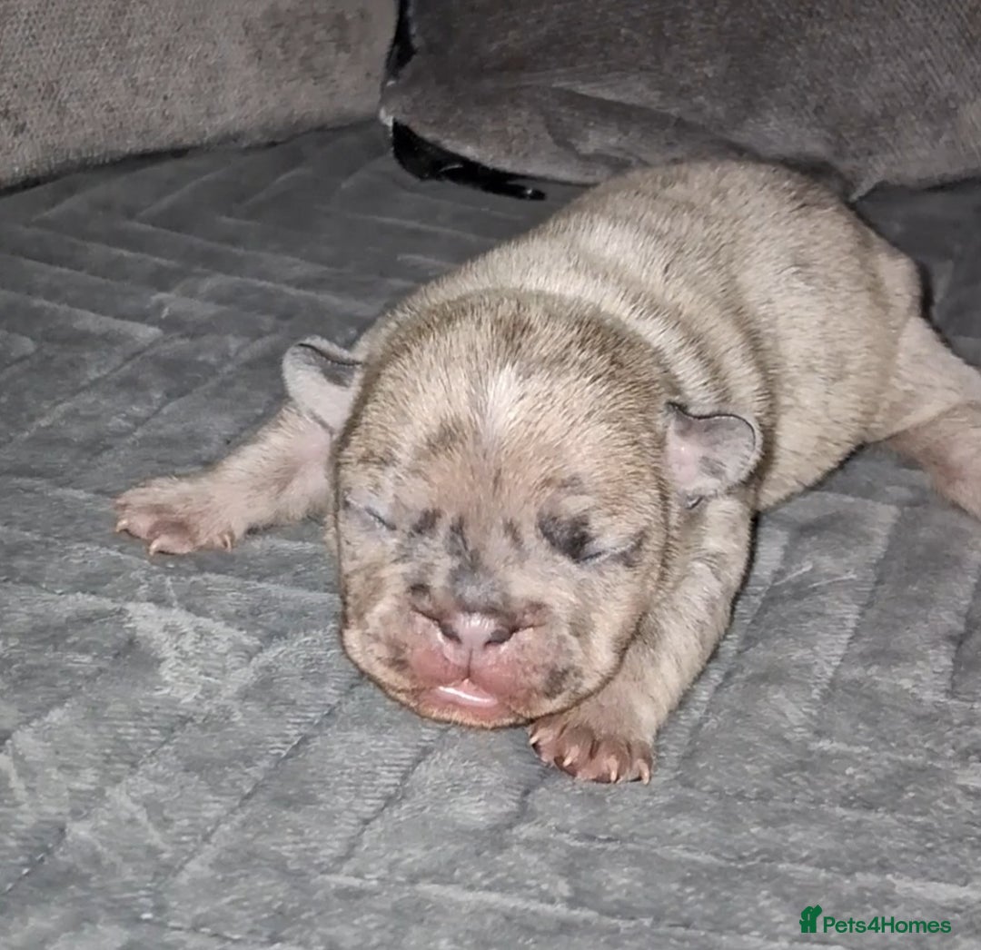 French Bulldog dogs for sale: 8 stunning french bulldogs - Advert 29