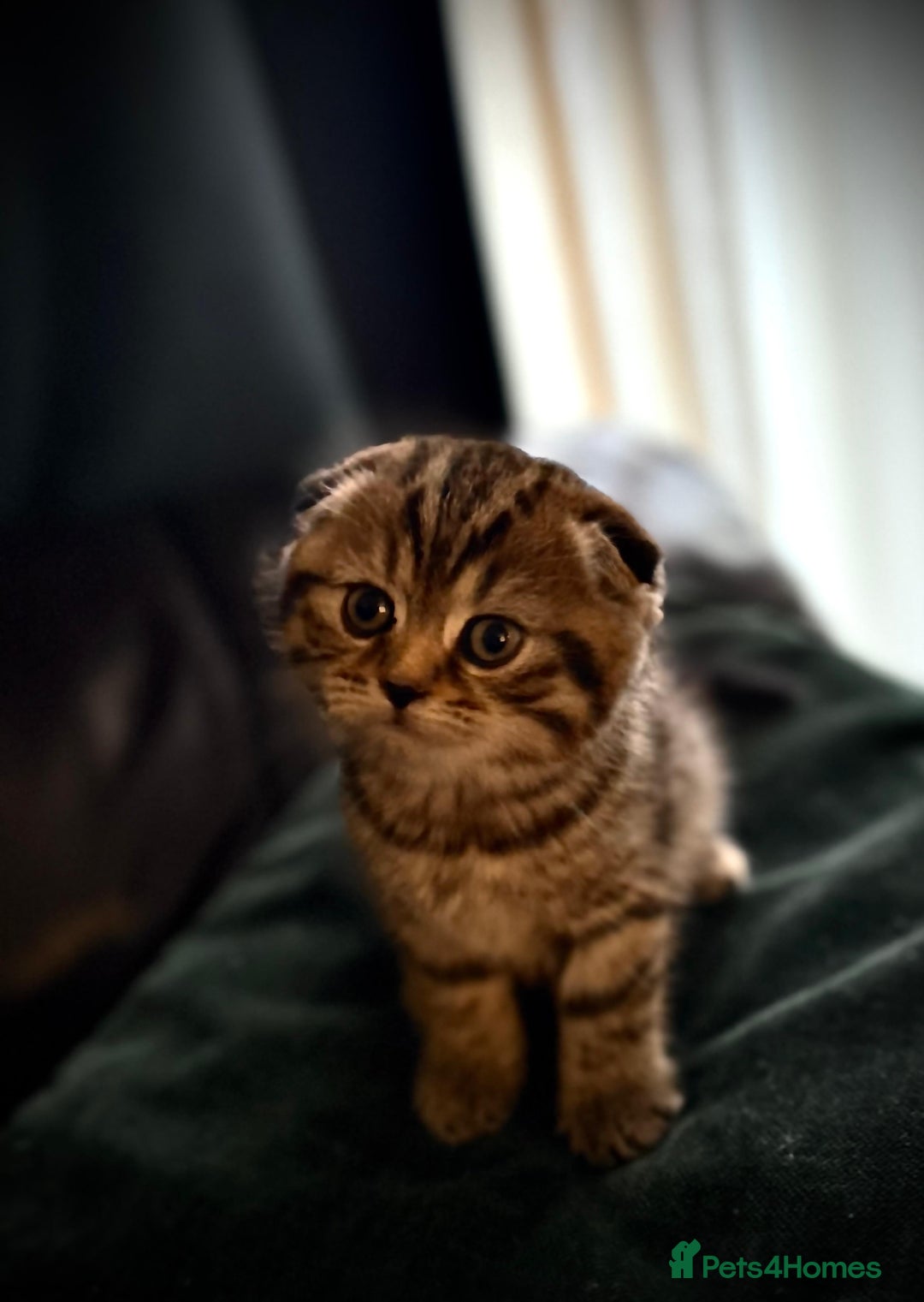 Scottish Fold cats for sale: For sale: five Scottish Kittens  - Image 5