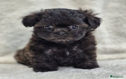 Shih Tzu dogs for sale: Gorgeous Small Imperial Shih tzu puppies READY - Image 21